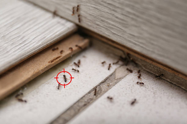 Best Flea Control Services  in Garwood, NJ