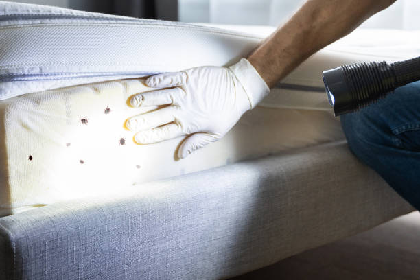 Best Local Pest Control Services  in Garwood, NJ